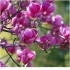 Tulipan czarny magnolia (tulipan czarny): mrozoodporność, zdjęcie, opis, opinie